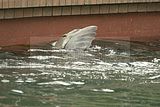 leipzig zoo-01_07_2011_zoo_allgemein_408
